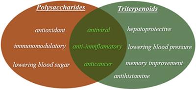 Frontiers | Antioxidant, Antibacterial, Antitumor, Antifungal ...